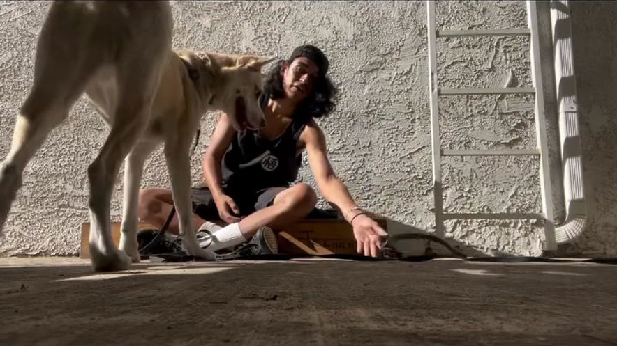 E-Collar Introduction Training